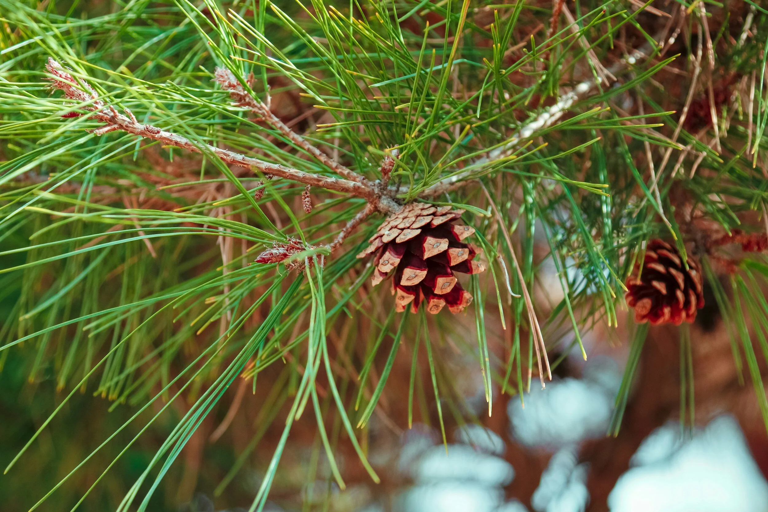 Forest biomass, sustainable sourcing