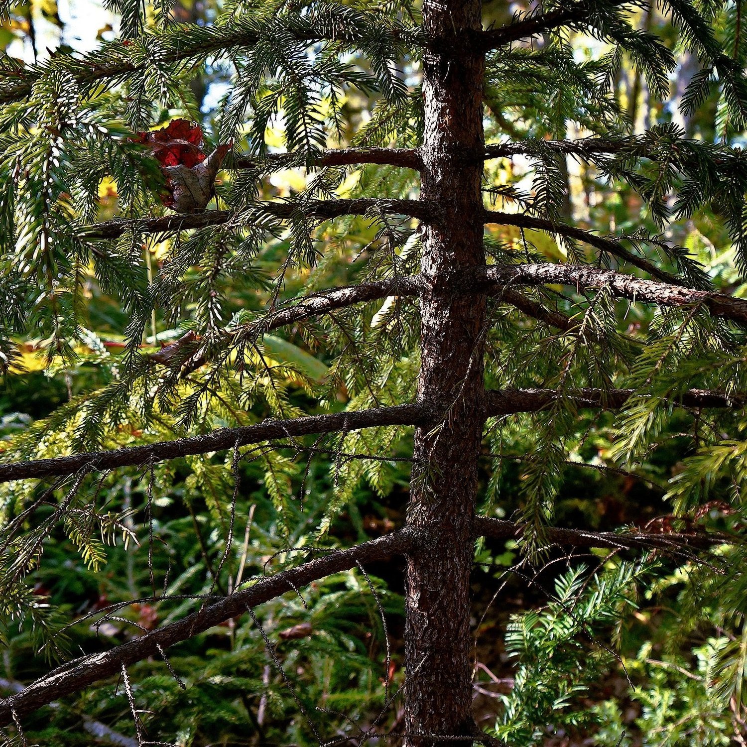 ACFOR experimental forest — regeneration and understory diversity