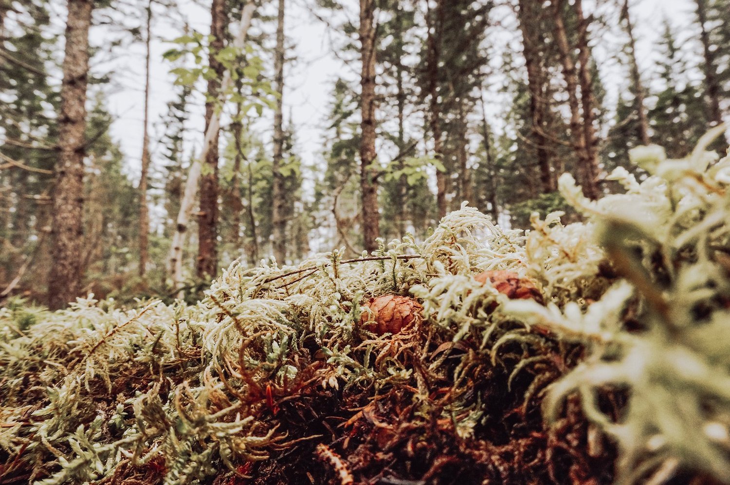 Forest path — Atlantic Canada
