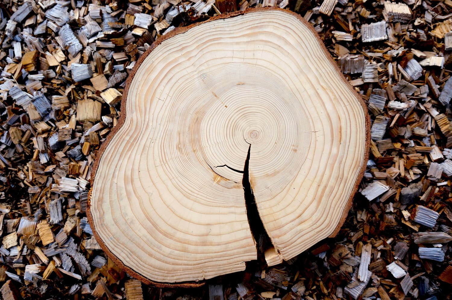 ACFOR forest — Atlantic Canada
