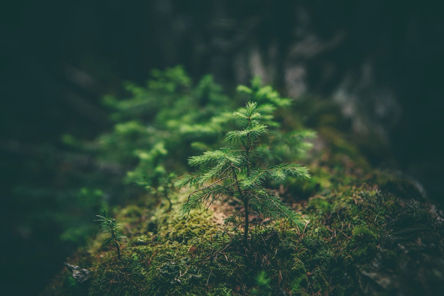ACFOR forest revitalization — Atlantic Canada