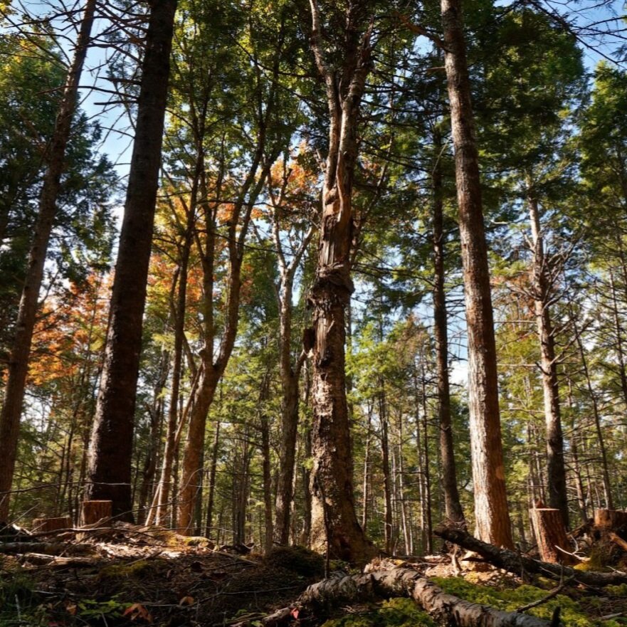 Scotch Settlement — standing deadwood after selective harvest