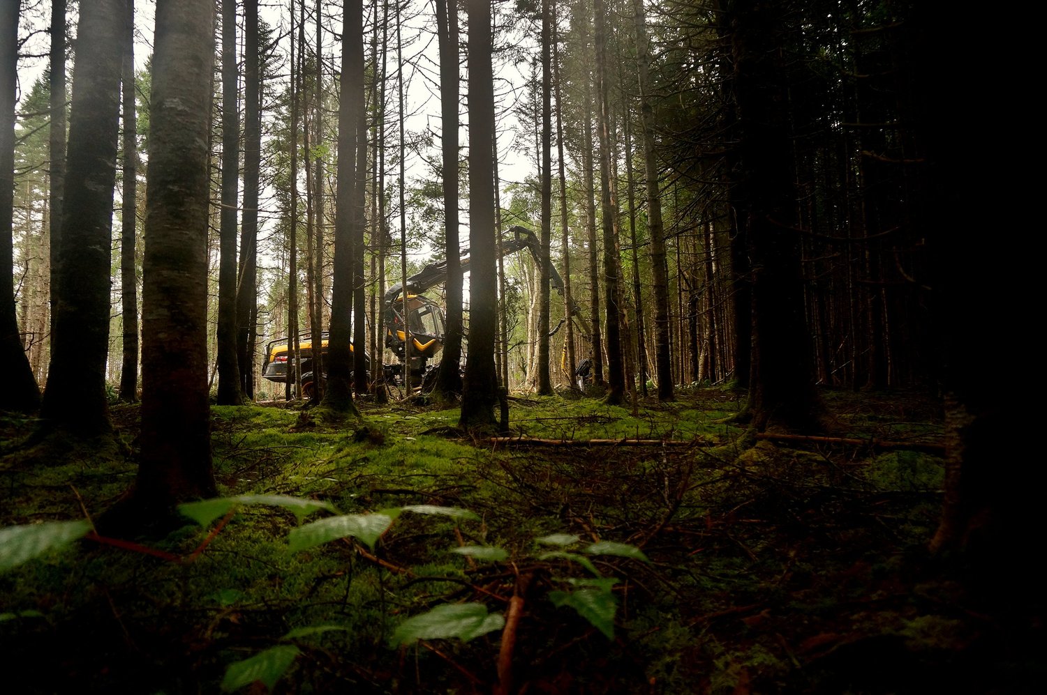 ACFOR team — forest professionals in Cocagne, NB